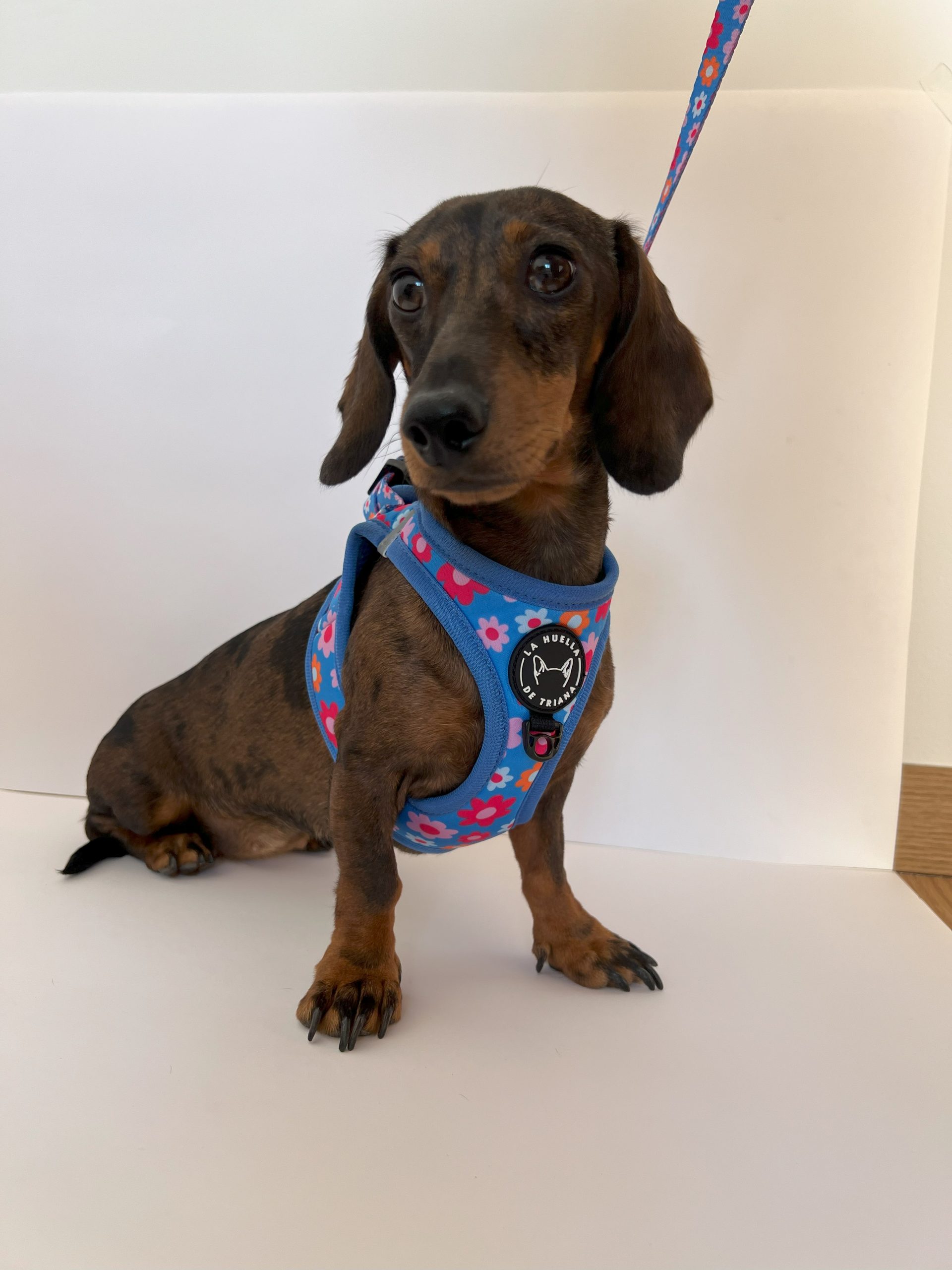 ARNÉS BODY FLORAL - Imagen 3